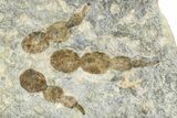 Dinosaur (Grallator) Track - Negative Impression #366834-1